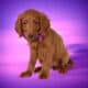 Violet – Purple Collar Girl