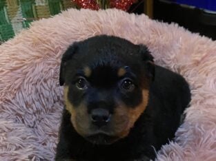 German Rottweiler puppies
