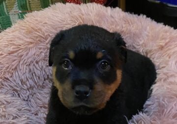 German Rottweiler puppies