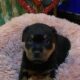 German Rottweiler puppies