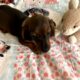 CKC MINI DACHSHUND OLLIE Red Sable