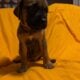 English Mastiff Puppies