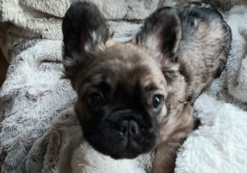Full fluffy long haired French Bulldog