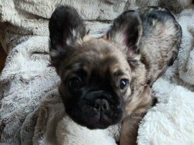 Full fluffy long haired French Bulldog
