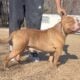 Stud pure bread standard bully excellent build