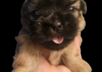 Male shih tzu