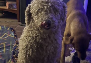 2.5 yr old labradoodle