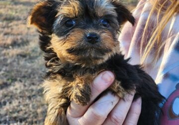 Yorkshire Terriers