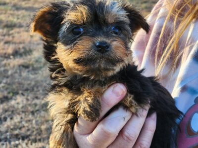 Yorkshire Terriers