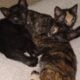 2 calico kittens free to a good home