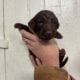 Labradoodles for Sale