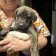 Free puppies