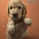 Goldendoodle Puppies