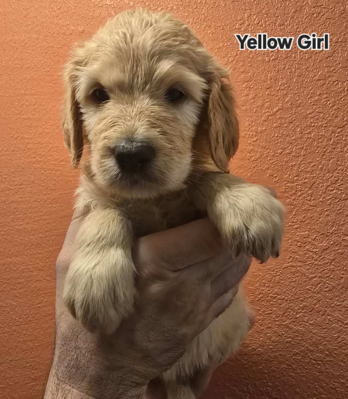 Goldendoodle Puppies