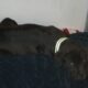 Wanna sell my puppy