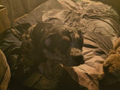 Merle tried female Pocket bully