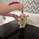 Teddy Bear Puppies! Shih Tzu & Bichone Frise MIx