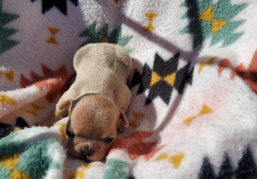 Female French Bulldog Puppy #1