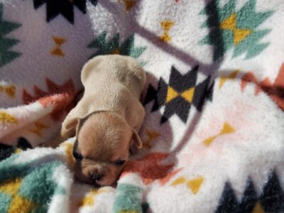 Female French Bulldog Puppy #1