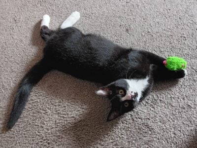 Affectionate 6mo kitten for adoption