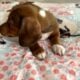 CKC Dachshund Red Dapple With White REMMIE