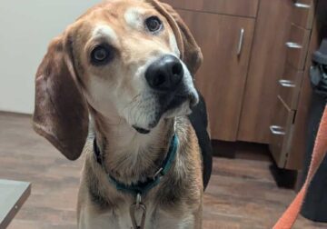 Mabel – 2 year old Coonhound/Golden Retriever mix