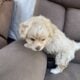 8 Week Old Maltipoo Mixes Puppy