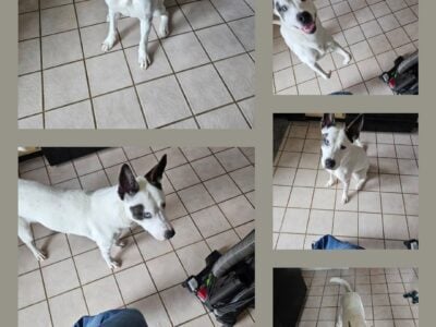 Lola Husky Mix 9 months