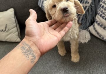 Double Doodle puppies