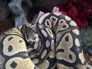 Female Ball Python, Accessories Included