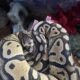 Female Ball Python, Accessories Included