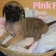 English Mastiff Puppies