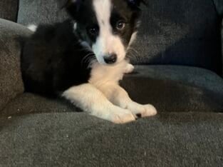 Border collie puppies purebred