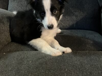 Border collie puppies purebred
