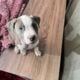 Beautiful American Staffordshire Pitbull Puppy