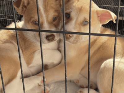 Pitsky puppies