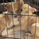 Pitsky puppies