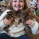 Tiny female long hair chihuahua puppies.