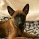 7 Malinois Puppies for Sale