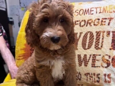 Mini Golden Doodles