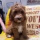 Mini Golden Doodles