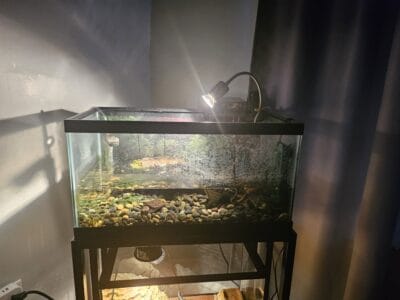 Turtles & 15 Gallon Turtle Tank w/ Accessories