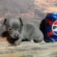 Chihuahuas CKC Registered