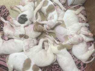 Adora-bull pit bull puppies!