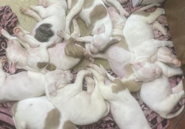 Adora-bull pit bull puppies!