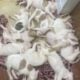 Adora-bull pit bull puppies!