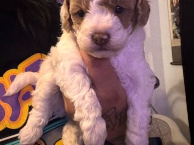 Boy Toy poodle