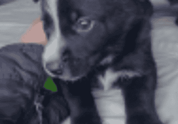 German Shepherd/McNabb