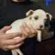 Bully/pit mix