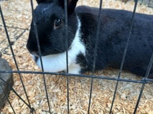 Bunnies For Sale